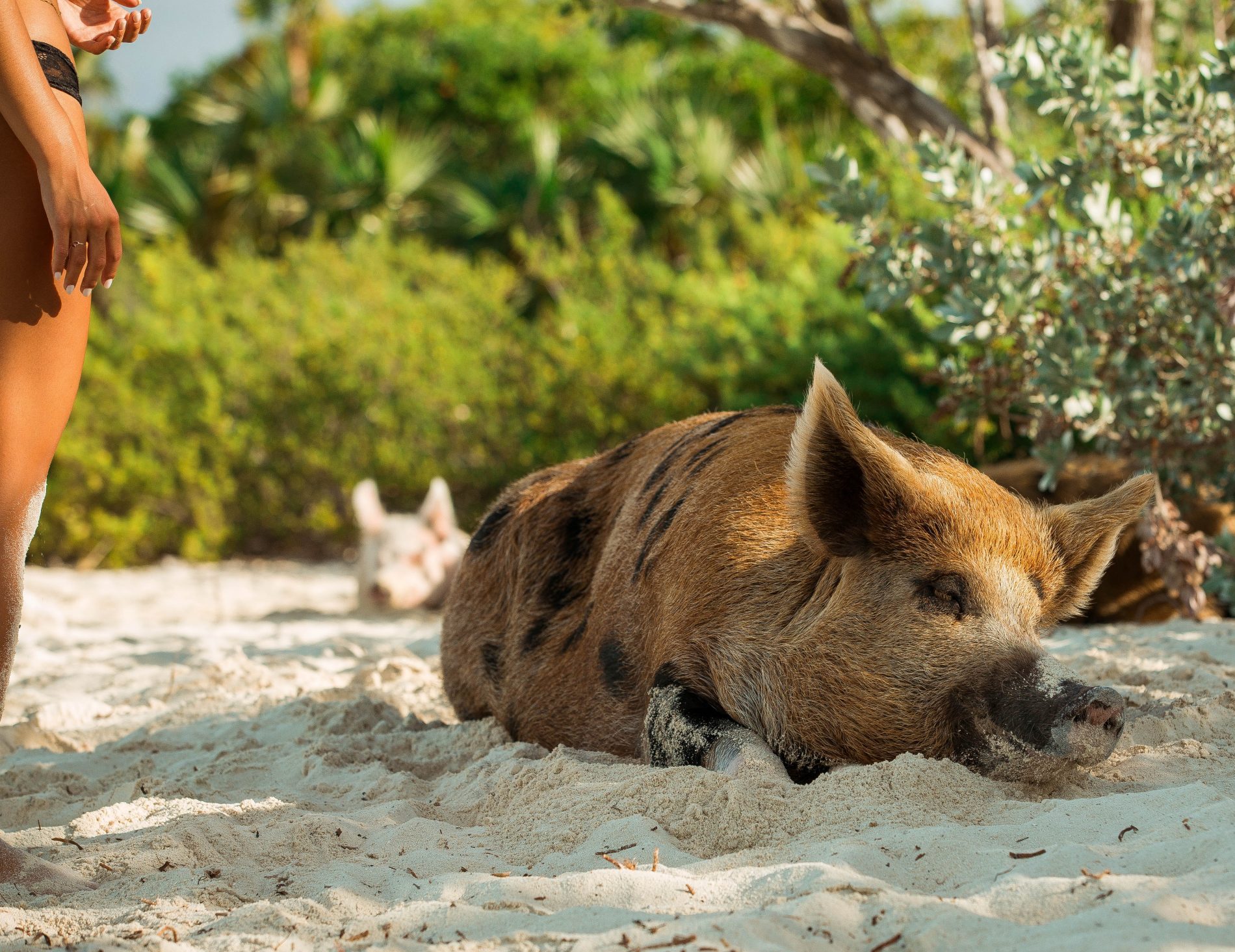 A Vegan with a Pig on an Island